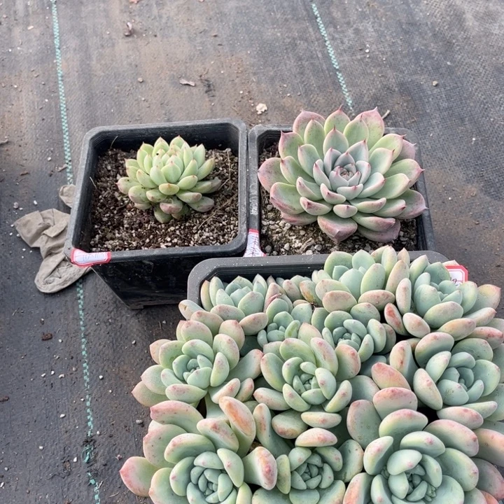 欣***欣雪花珍妮天空之城望舒一颗