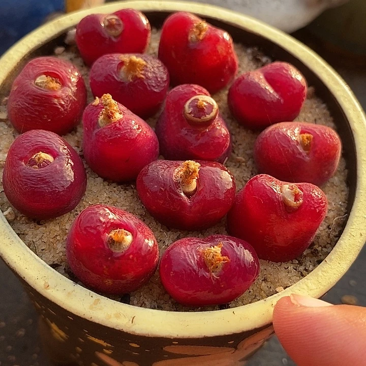 17508一盒超红有伤