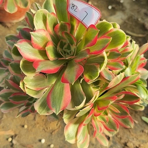 多肉植物粉女郎82