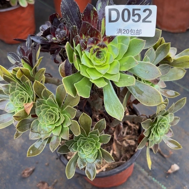 瑞妈多肉植物052水墨丹青