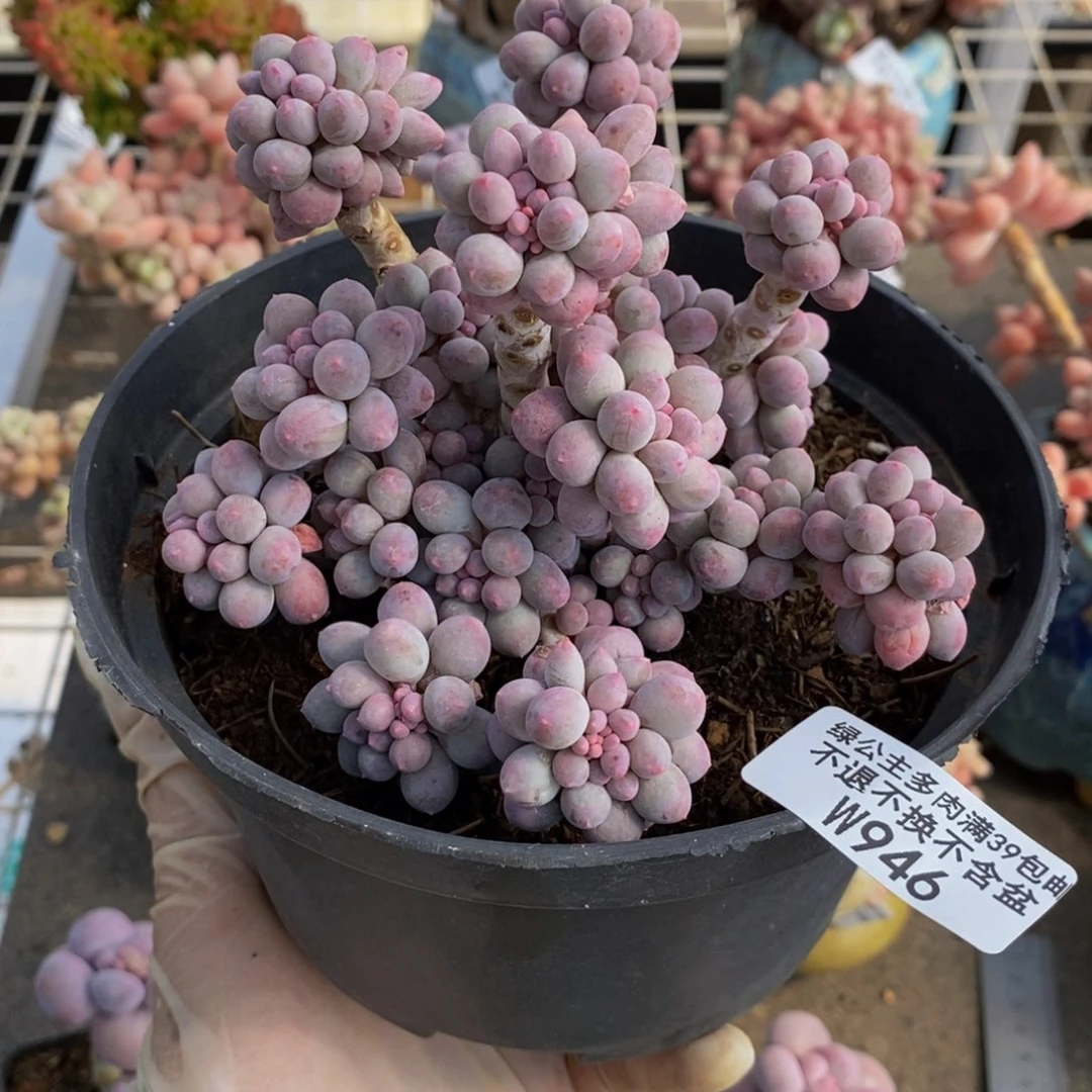 香水手指946/10c m