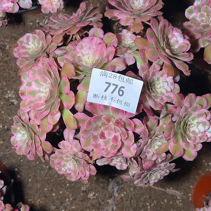 776红铜白多肉植物