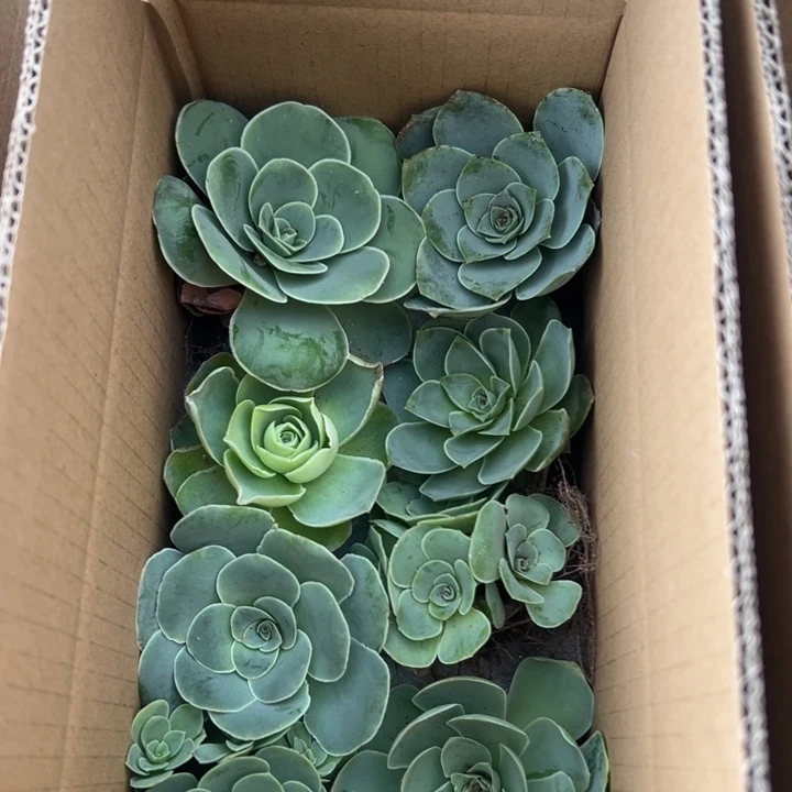 三碗118 八颗不同品种