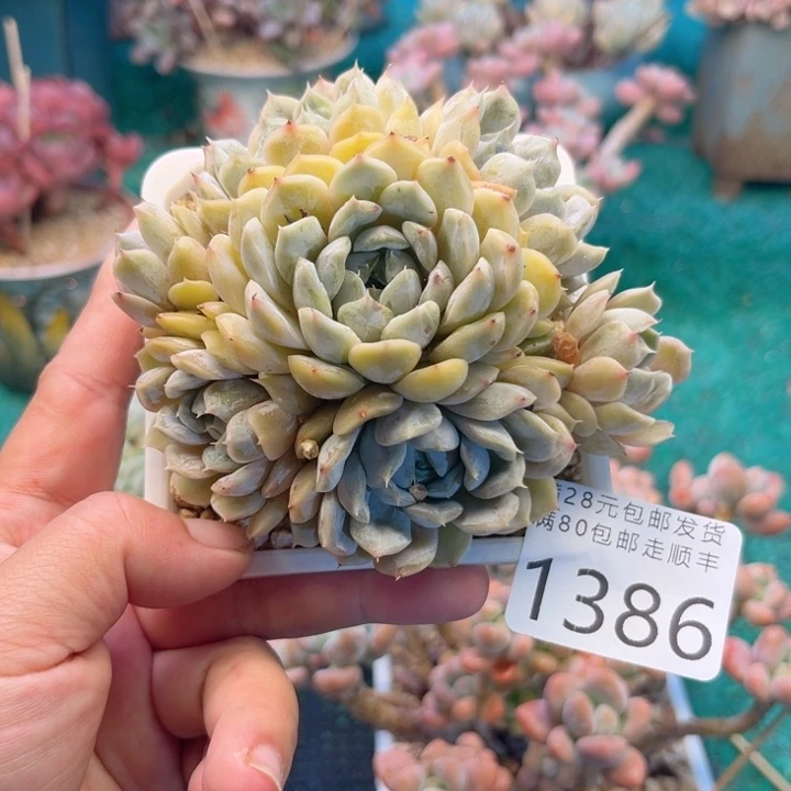 大1386。cxvcbbbnnbn