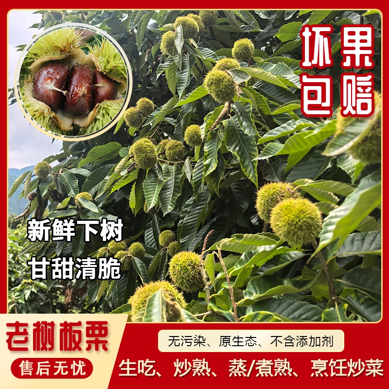 【易剥皮】新鲜老树板栗云南临沧现摘产地直发香甜脆口栗子去刺皮