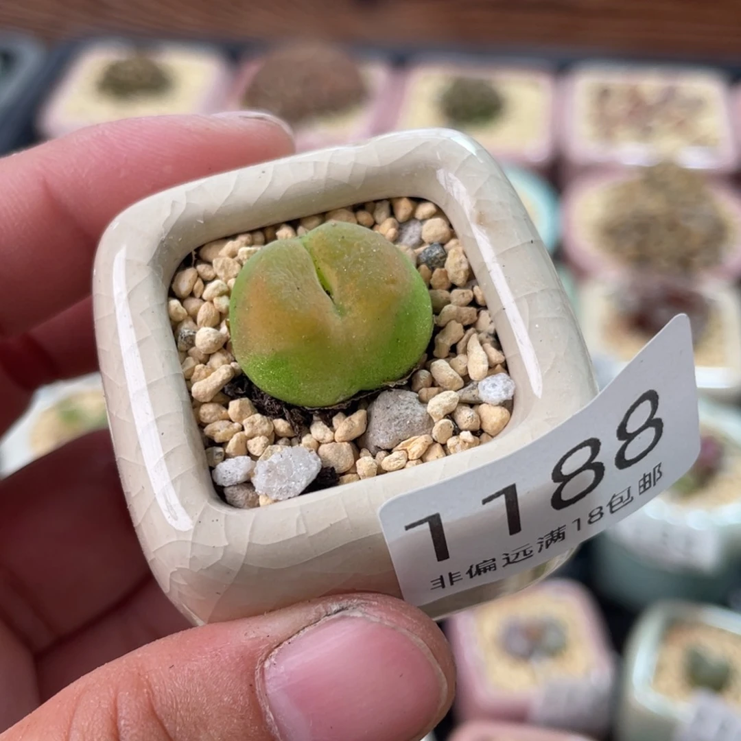 无花朵1188--一物一拍 带盆 哦泡