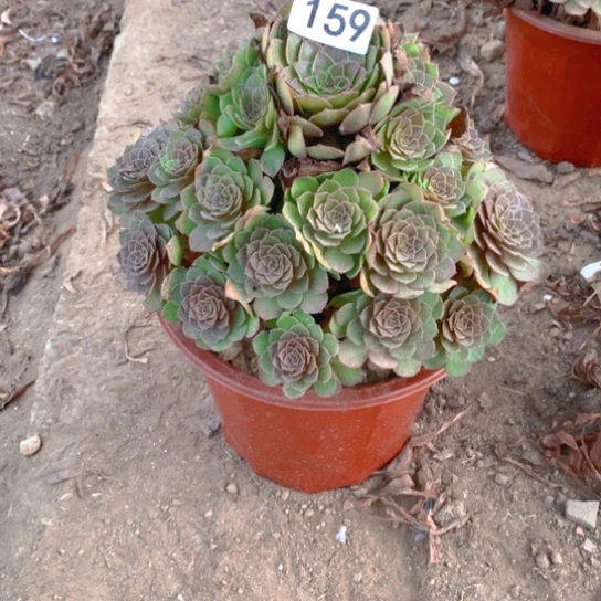 159多肉植物红魔