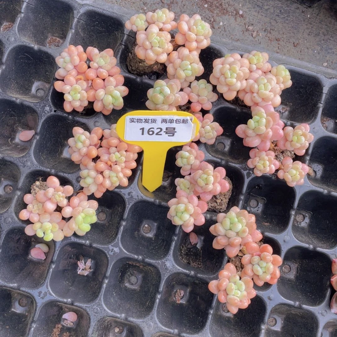 162号 鱼子酱小老桩群生3个