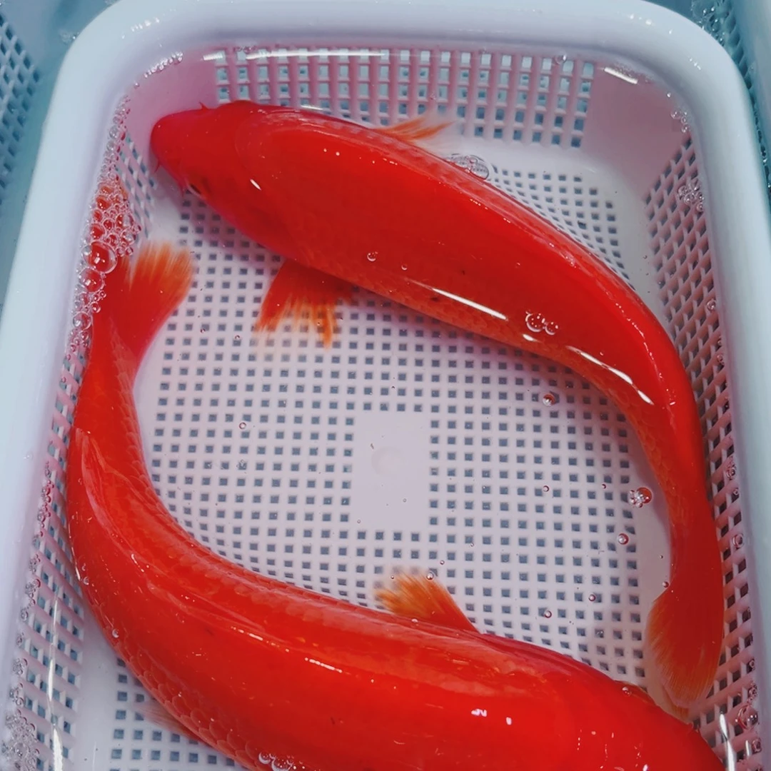 锦鲤锦鲤冷水鱼观赏