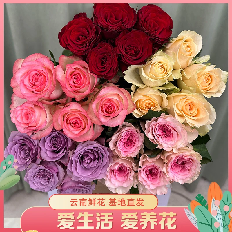 【五色玫瑰鲜花组合】云南直发玫瑰鲜花 水养鲜切花DIY插花