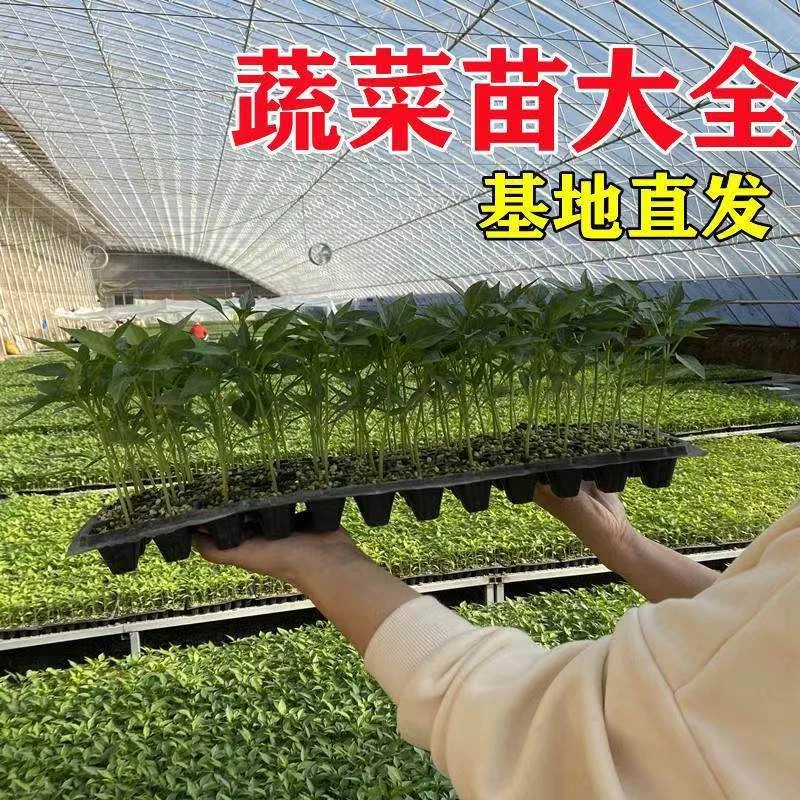 搭配 组合装  辣椒+茄子+西红柿  蔬菜苗