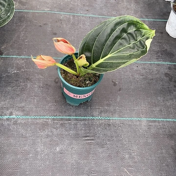 当前无花朵，栽培后可花朵雾*霜