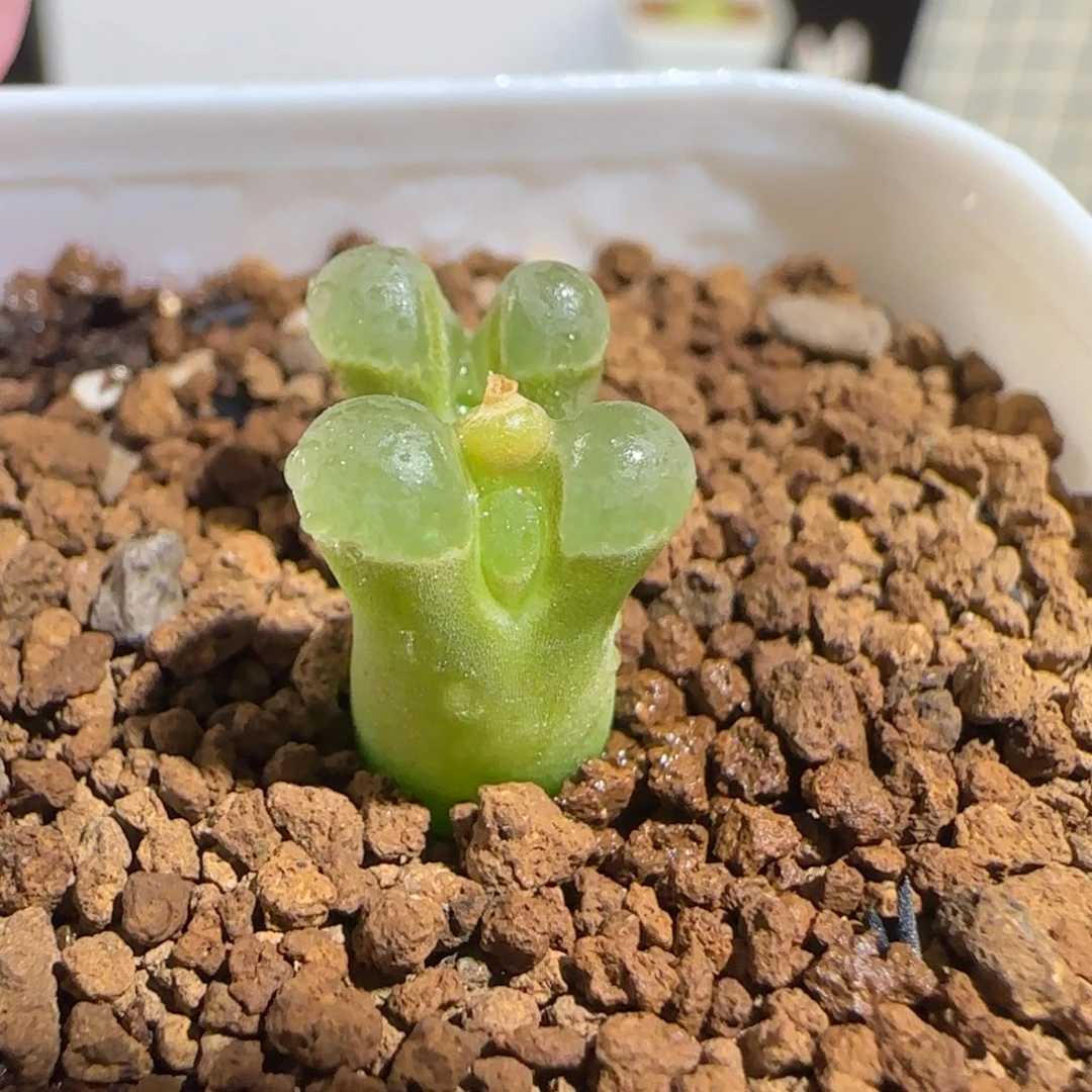 肉锥多肉植物组合-极窗母本630