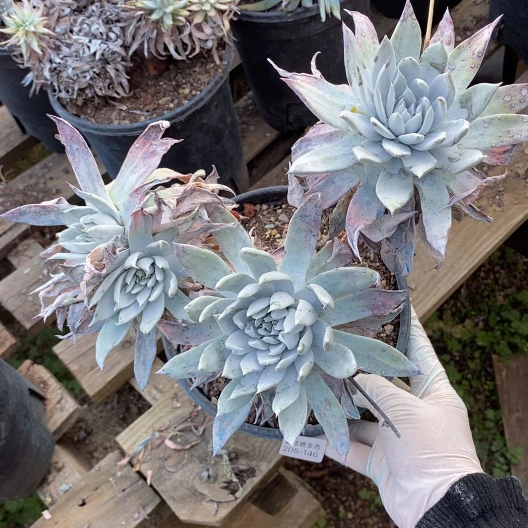 146号牡丹叶大群粗腿