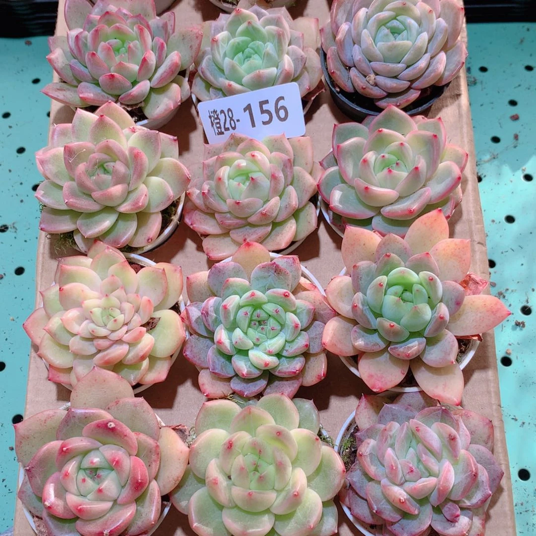 28-156一物一拍多肉带盆18颗