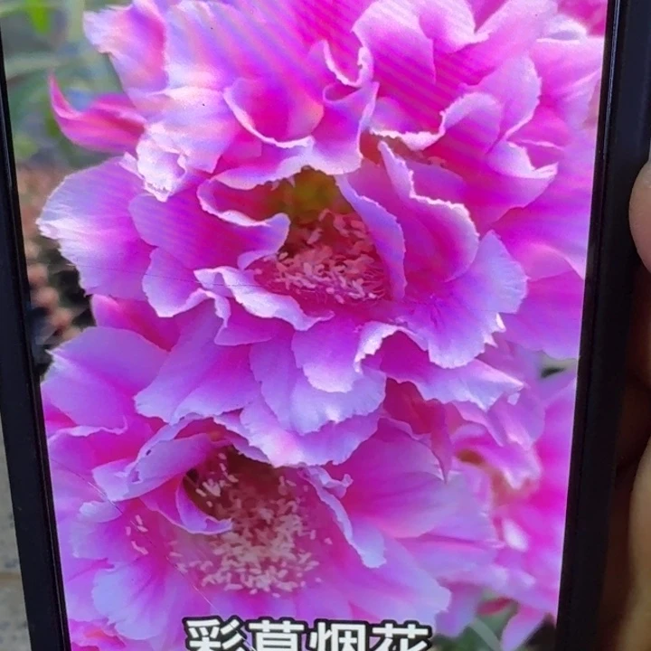 13彩草烟花歪4公分左右无根侧牙，20包邮