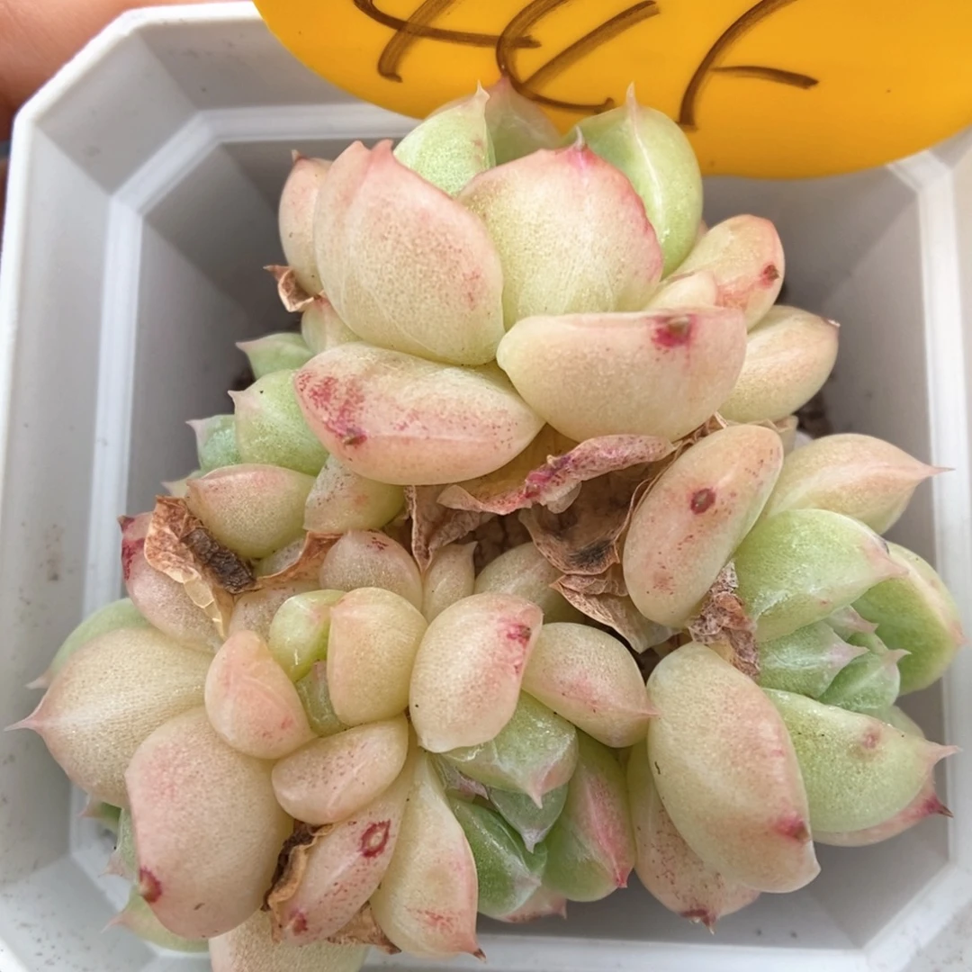 麦秆石化群生445号。