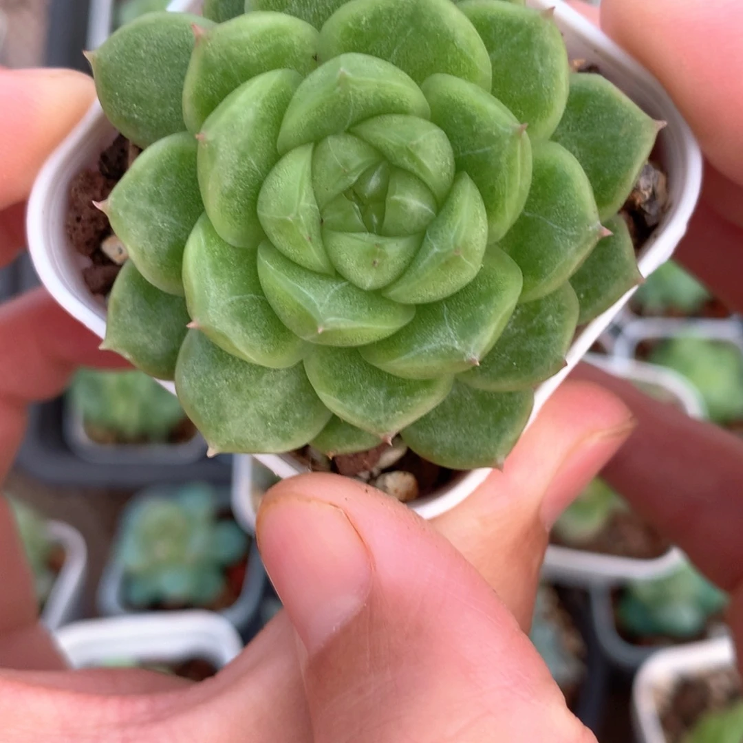 珍妮麦秆一颗4号♥️