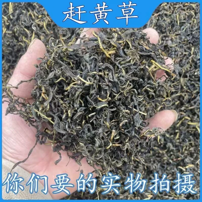 正宗四川古蔺赶黄草叶子头茬嫩叶精选高品质搭枸杞男女熬夜喝茶