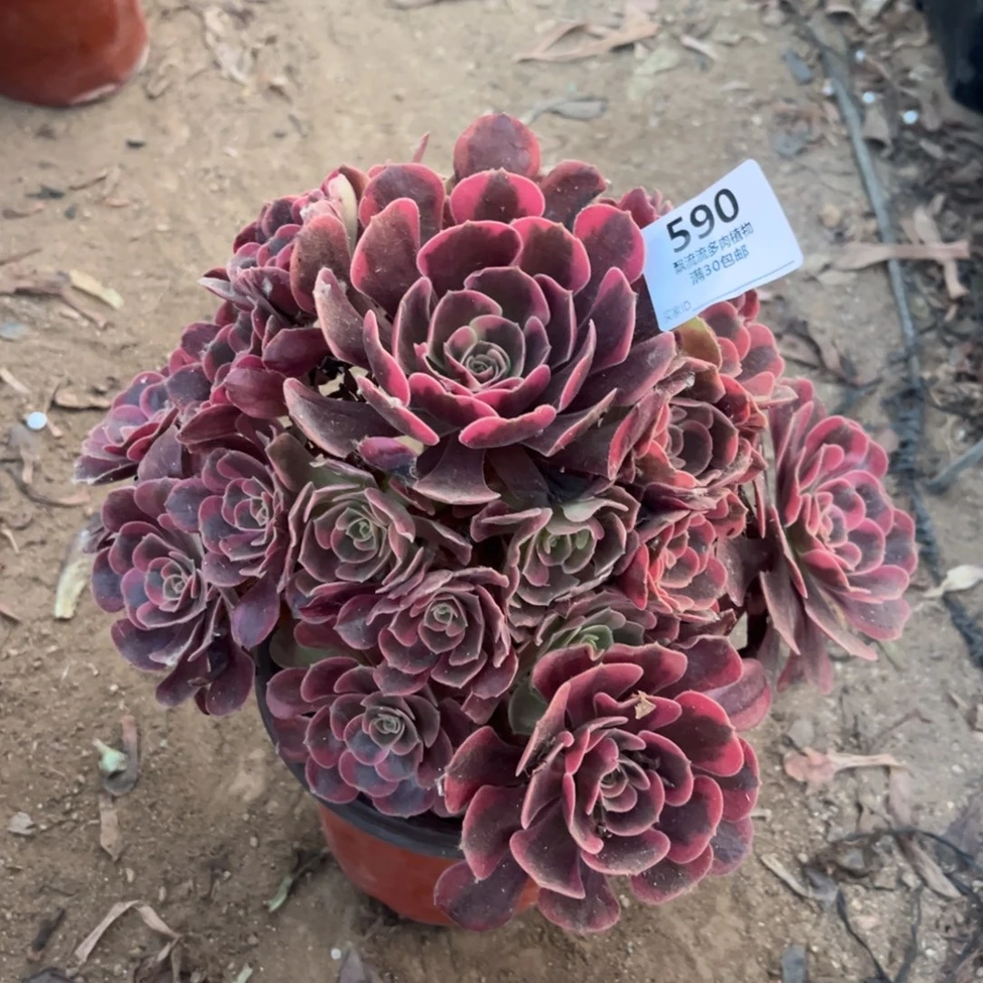 爱神多肉法师590号