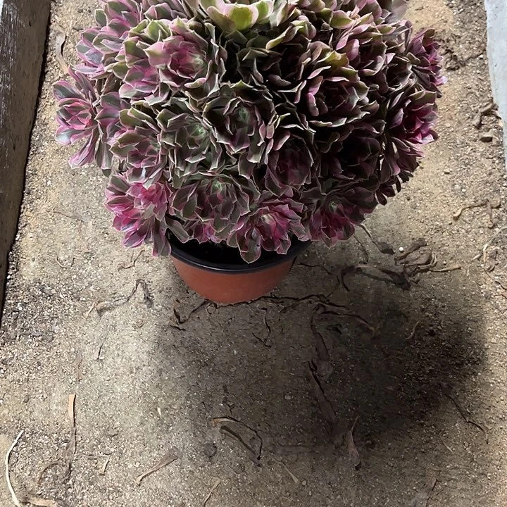 *****多肉植物男神锦……