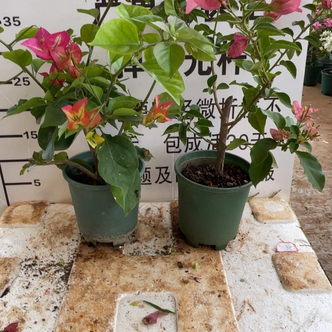 胖***儿当前无花栽培后可以开花3-2920