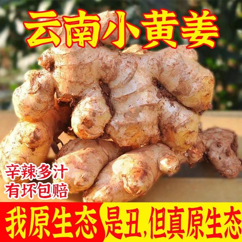 【到手三斤】正宗小黄姜云南高山老姜现挖新鲜生姜蔬菜辛辣十足