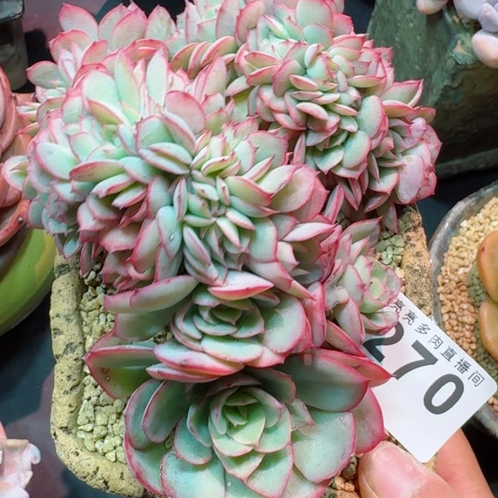 牡丹亭缀化         精控精养多肉植物