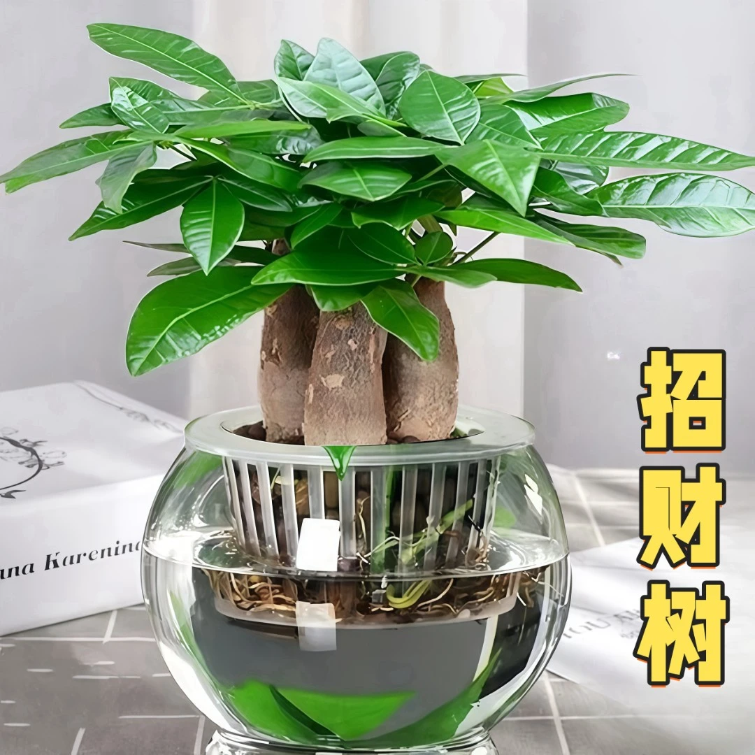 懒人水培四季常青室内绿植桌面招财发财树盆栽春秋养活年轻潮流款