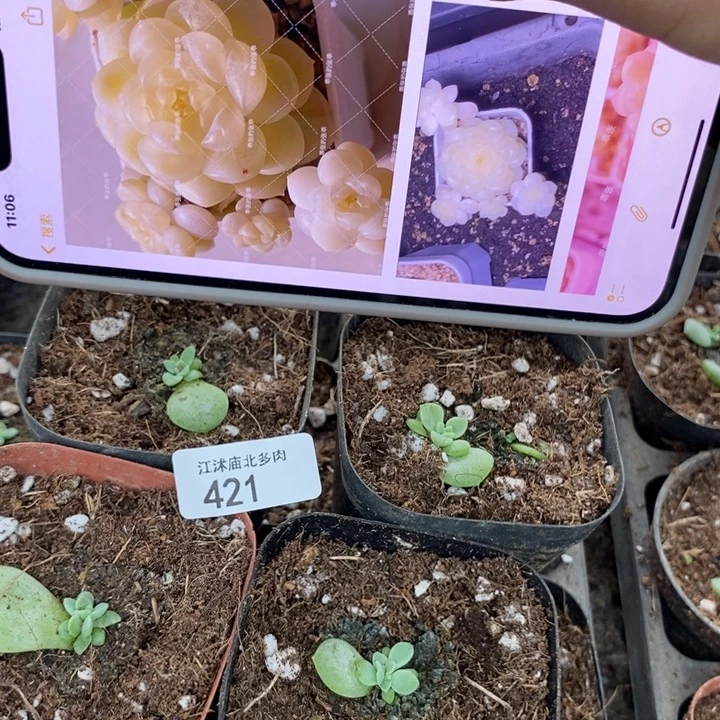 标421奶油财富c33一个多肉