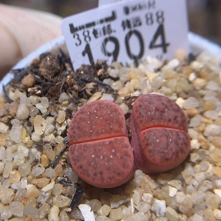 Zzz精品生石花1904
