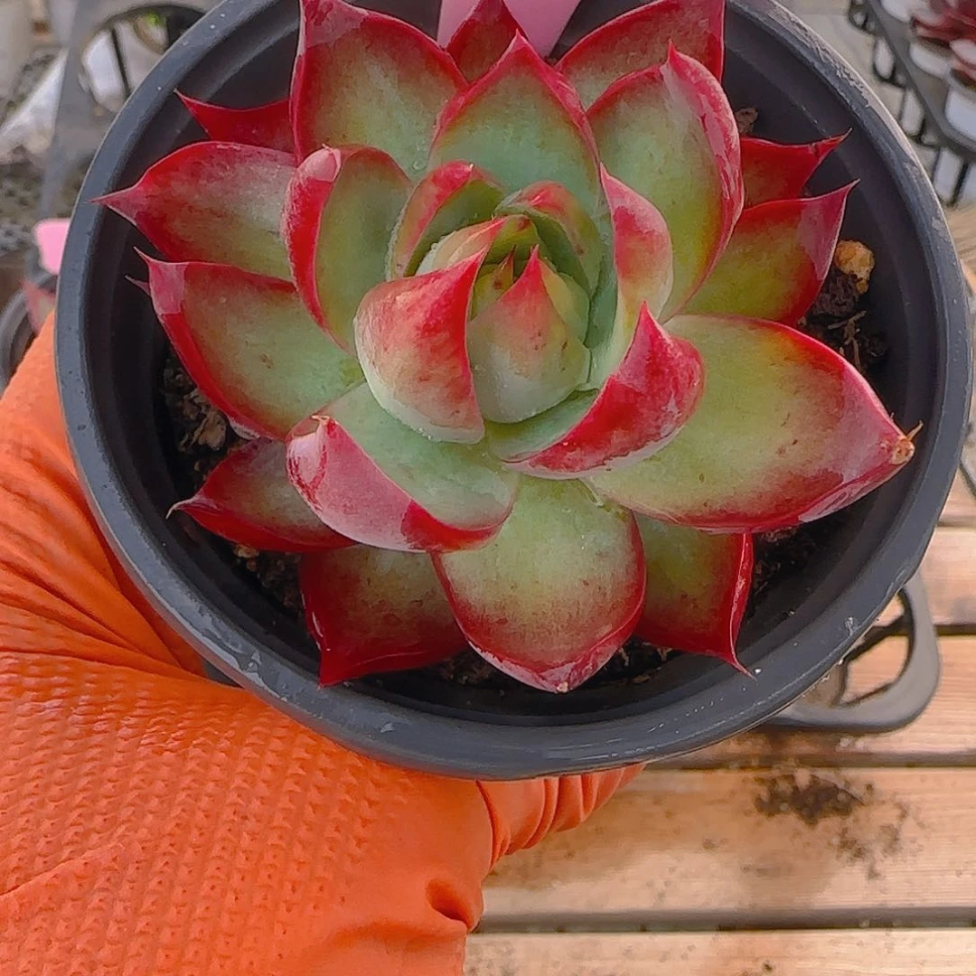 随****心M11 惊鸿仙子多肉植物