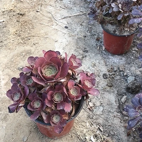 虎****店魅金玫瑰法师多肉8