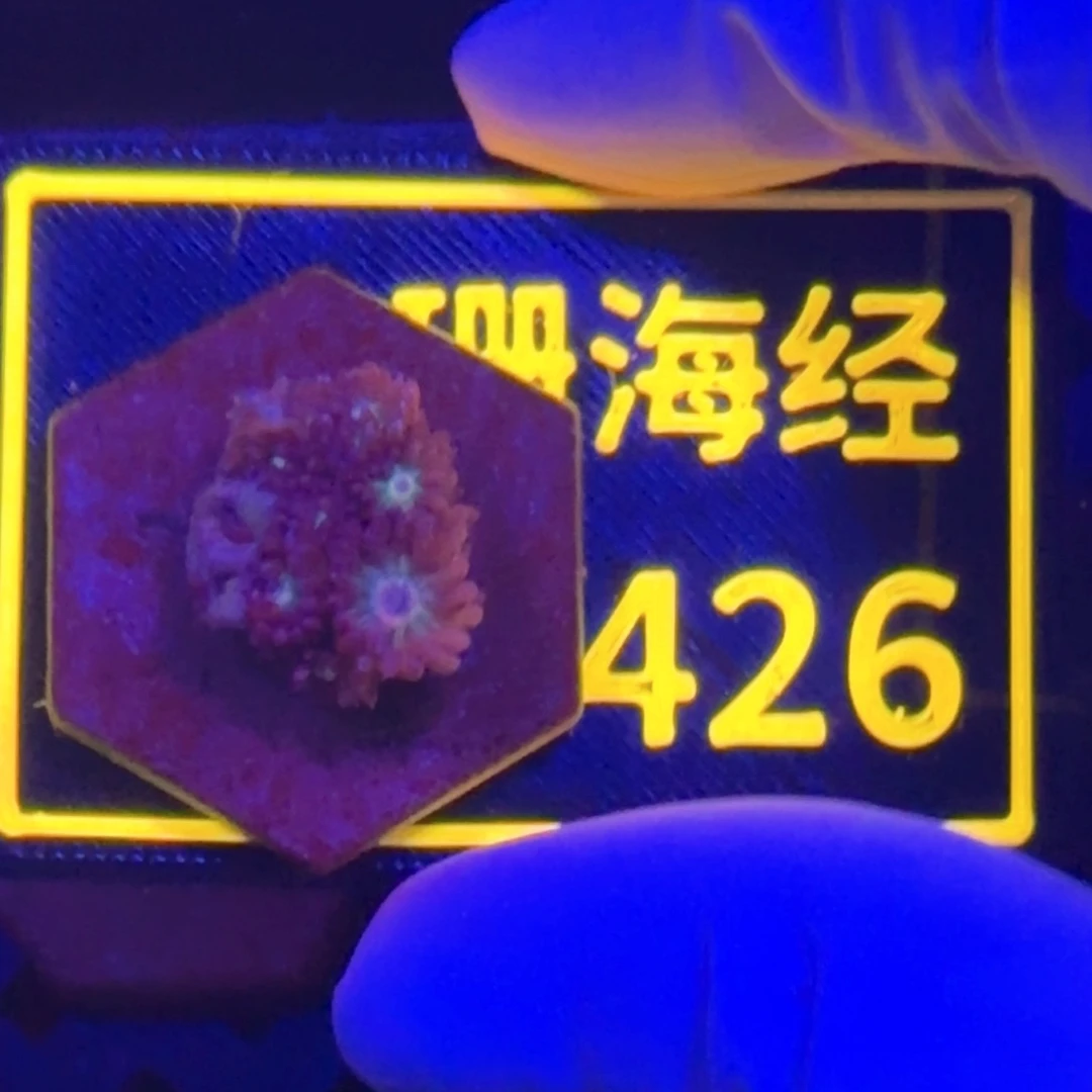 真***儿纽扣珊瑚又又不包邮澳彩切件B426