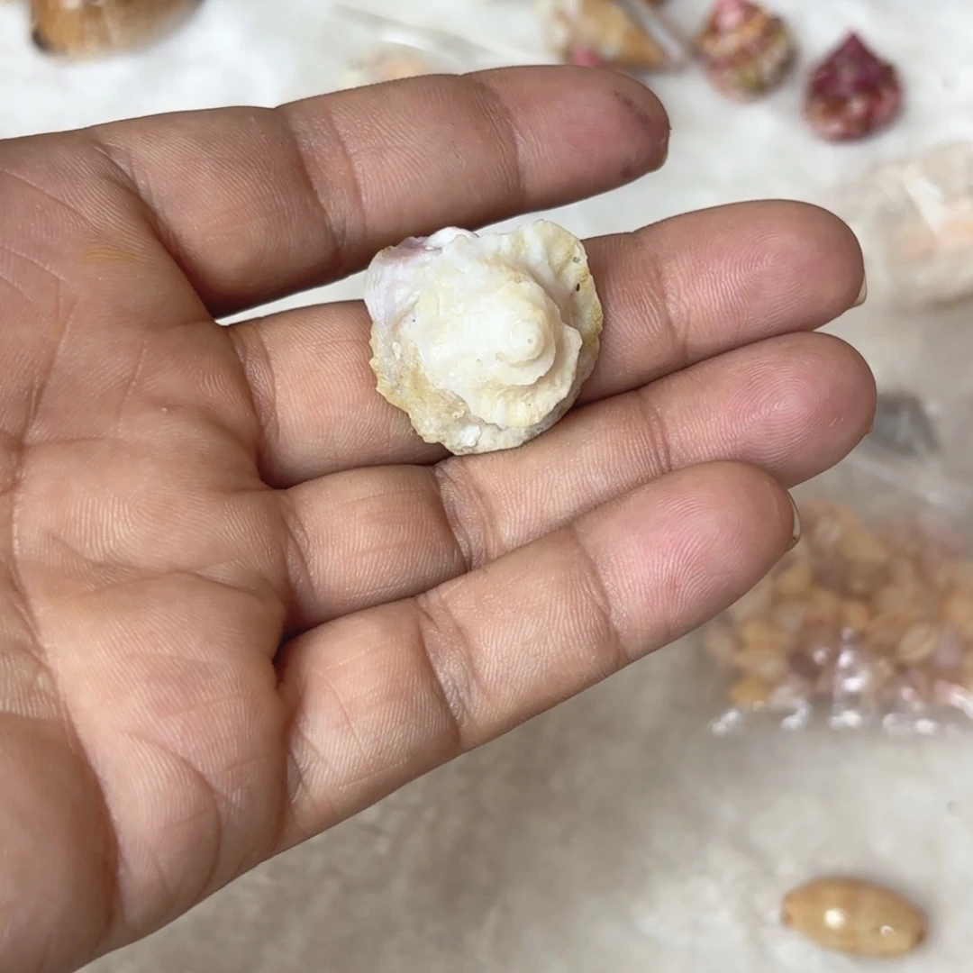 怜***怜天然海螺贝壳帽子螺