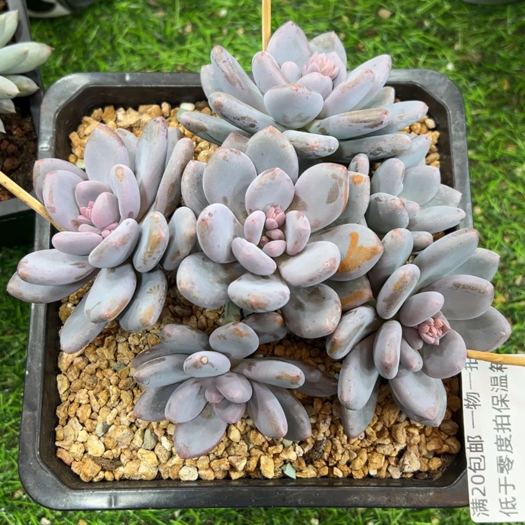 1211166 三明治美人受捧无砍