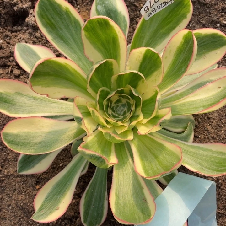 278艳资多肉12456789