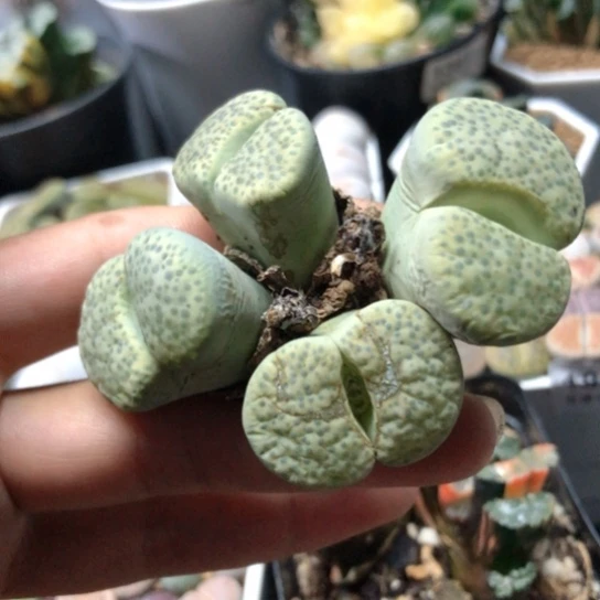 1755，微纹群如图