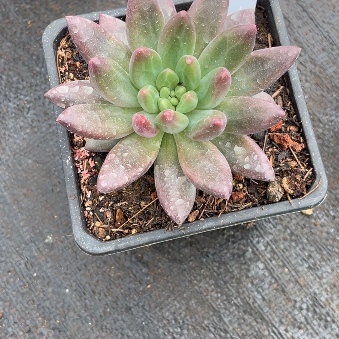 水晶球多肉植物337