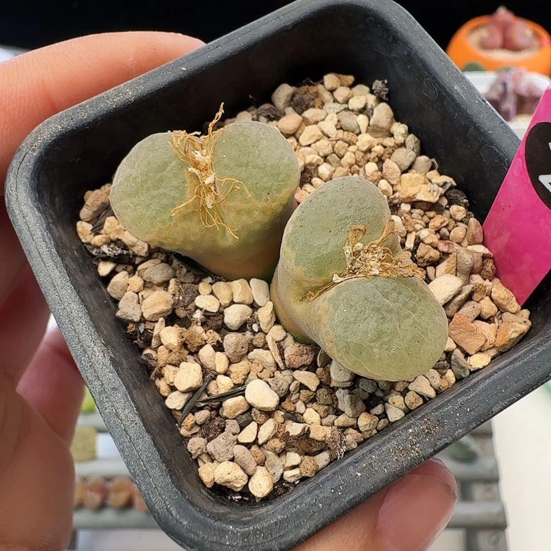 多肉植物福利清盒2