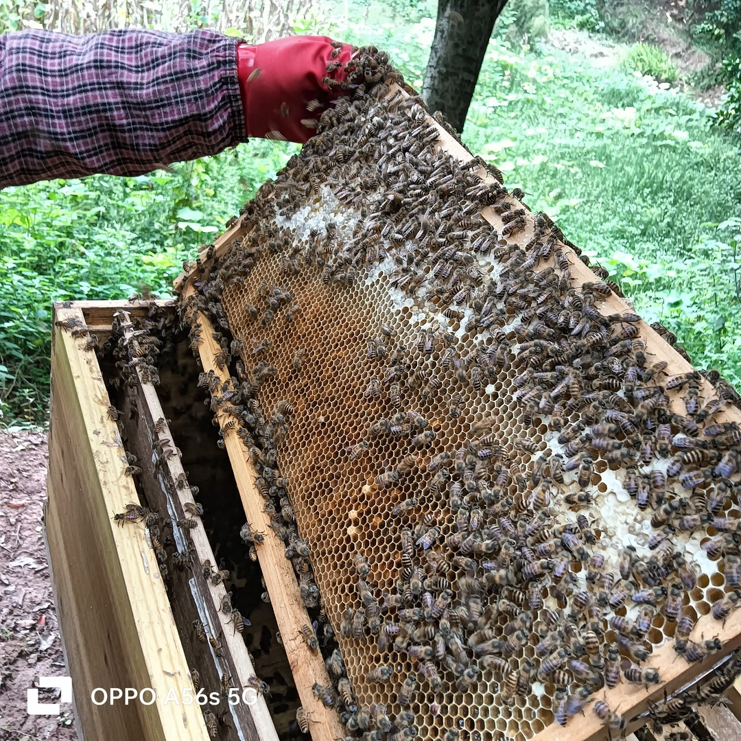 重庆农家正宗土蜂蜜