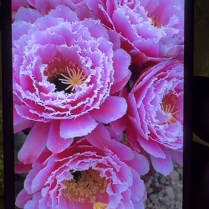 芸儿带根冠服7公分以上毛花柱
