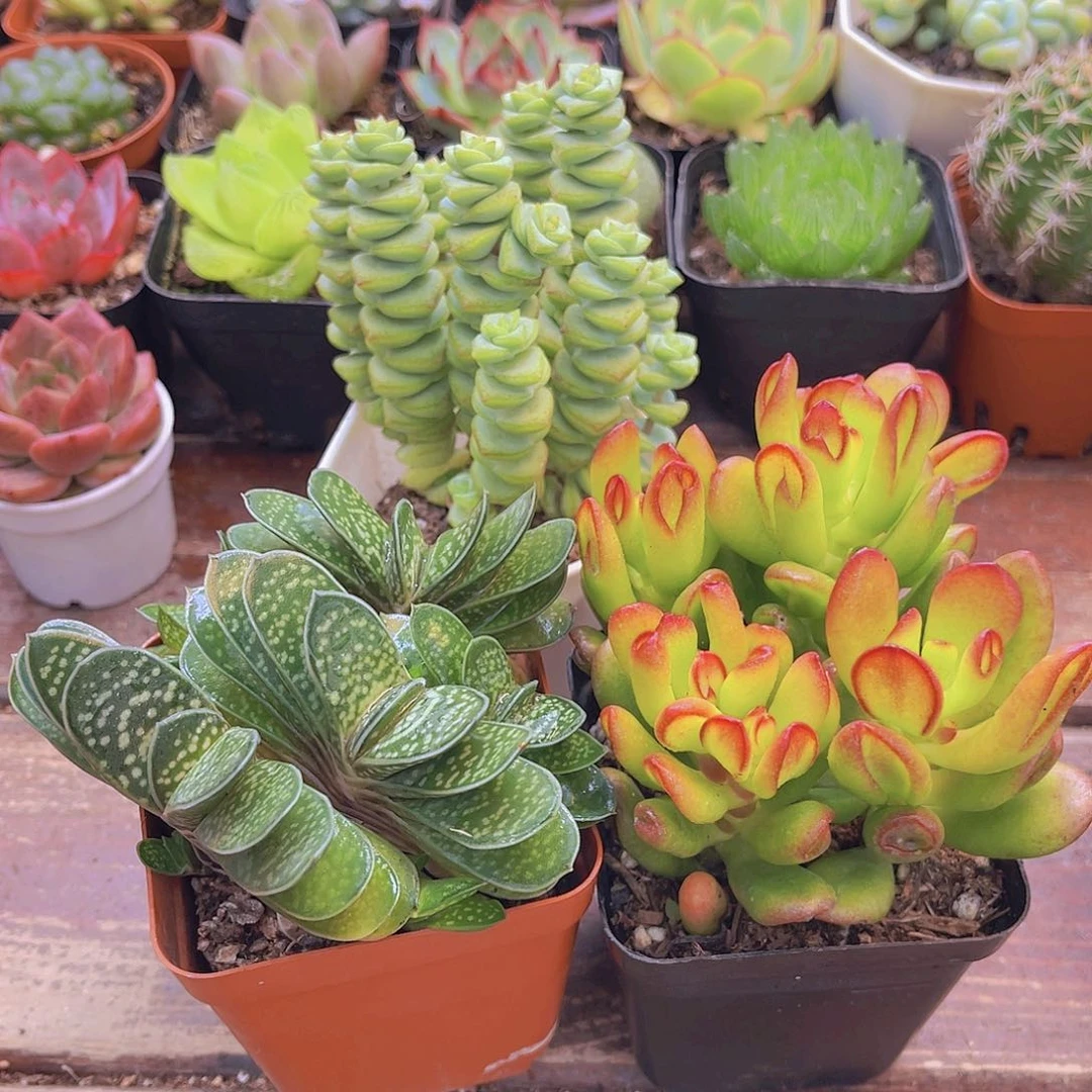 招财猫➕子宝➕钱串群