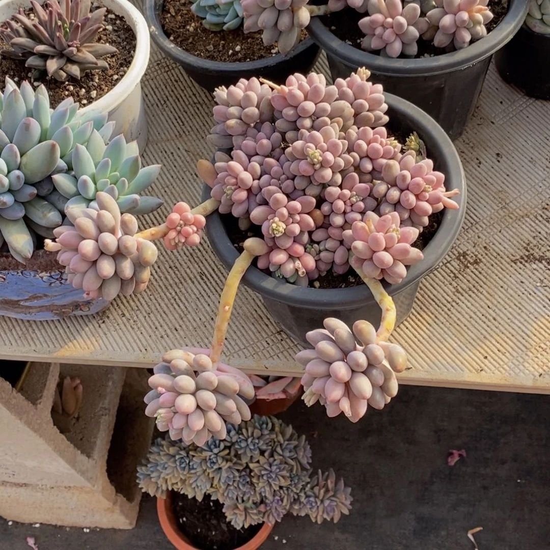 应****)48包邮一物一拍多肉植物