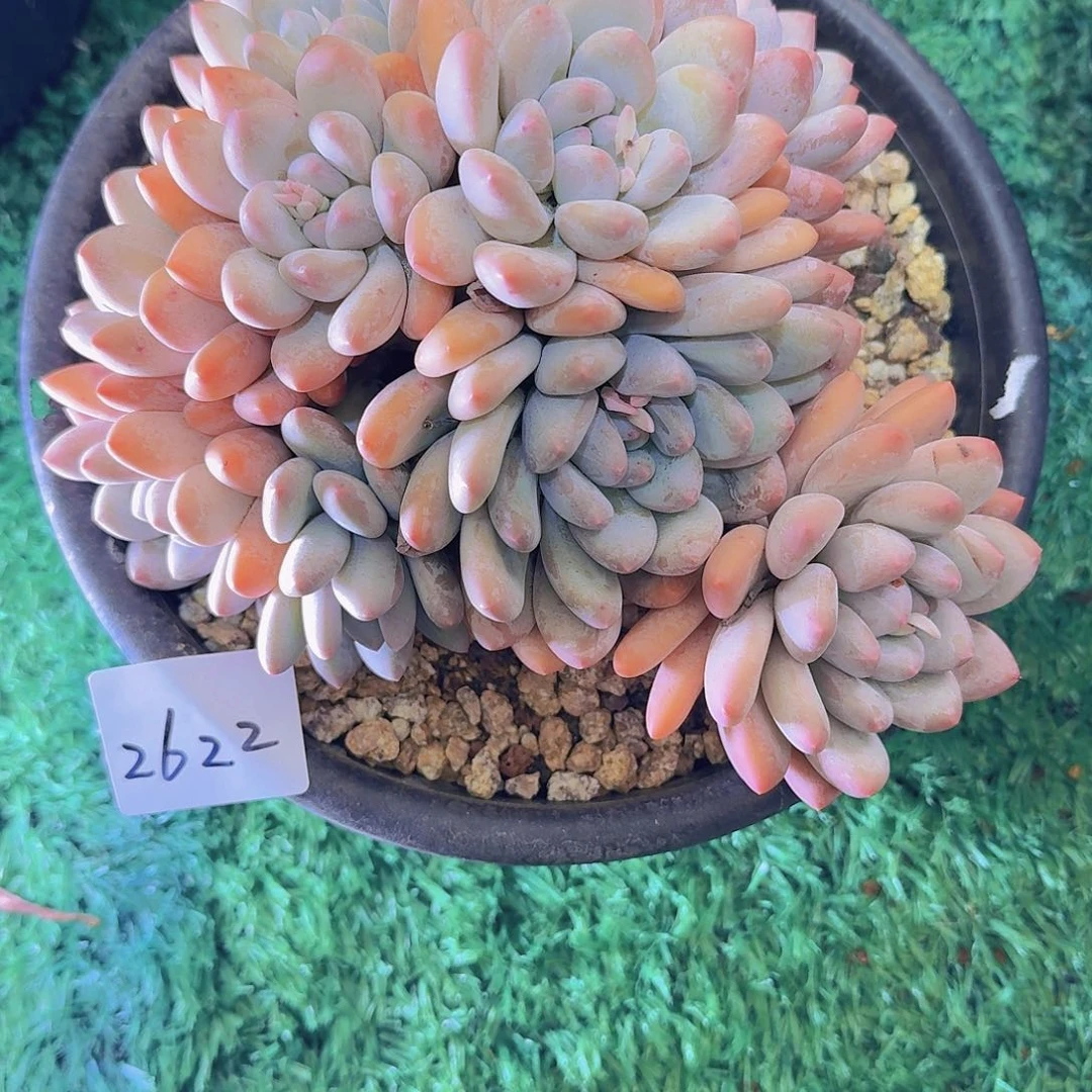 明***好2622香水多肉植物