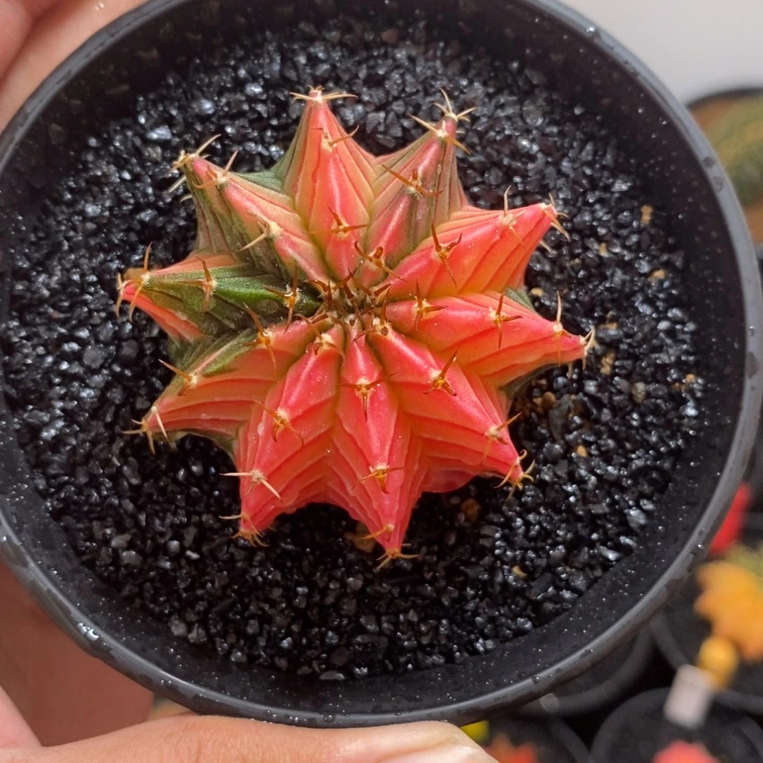 泰系肋骨锦—带盆土发货19