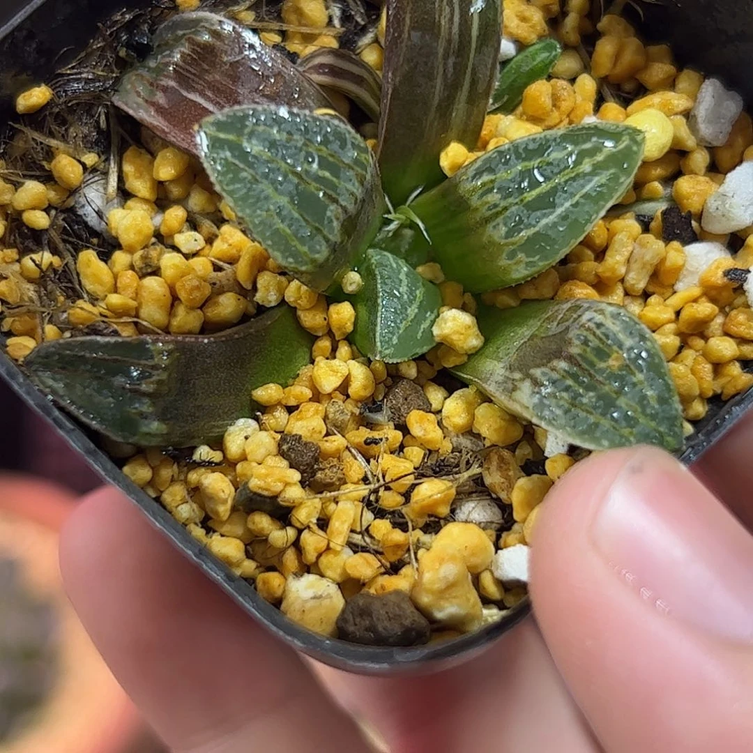 白寡妇锦十二卷多肉植物