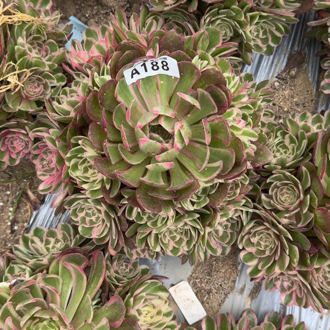 1****0188瑶光多肉植物