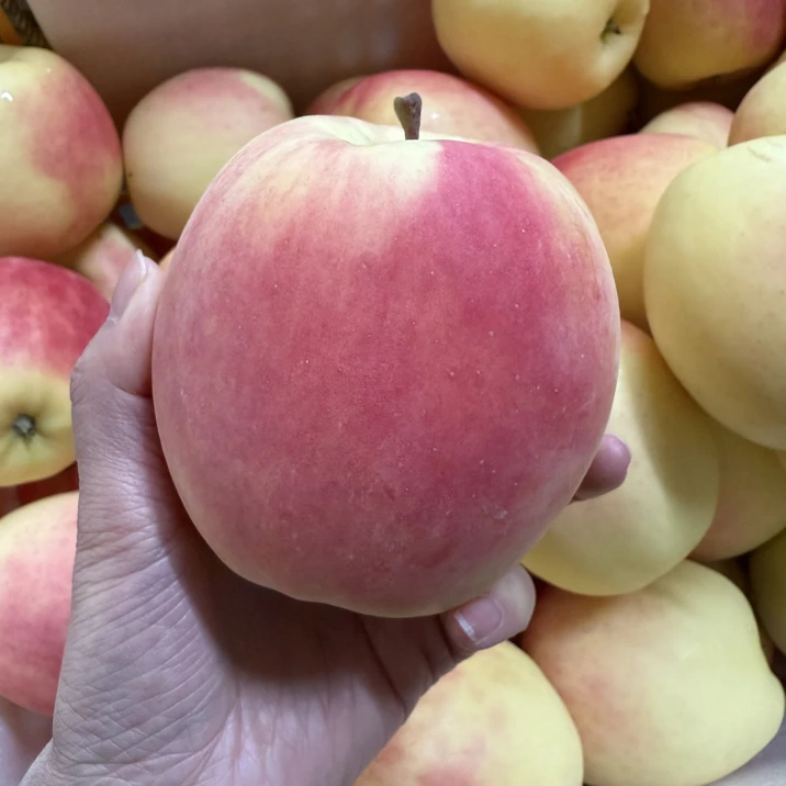 茂县高原彩虹瑞雪苹果，脆甜多汁入口化渣值得拥有