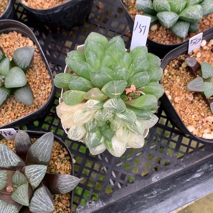 ?*?苏州玉露锦一物一拍